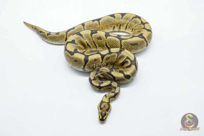 5826-2-1.jpg 5826 1.0 SPOTNOSE SPIDER YELLOW BELLY HET CLOWN - Image 2