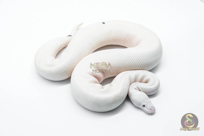 5827-3-1.jpg 5827 1.0 RUSSO PIEBALD - Image 3