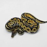 5909 0.1 ORANGE DREAM BLACK PASTEL HET CRYPTIC OR CLOWN