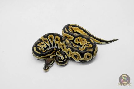 5909 0.1 ORANGE DREAM BLACK PASTEL HET CRYPTIC OR CLOWN