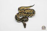 5909 0.1 ORANGE DREAM BLACK PASTEL HET CRYPTIC OR CLOWN - Image 2