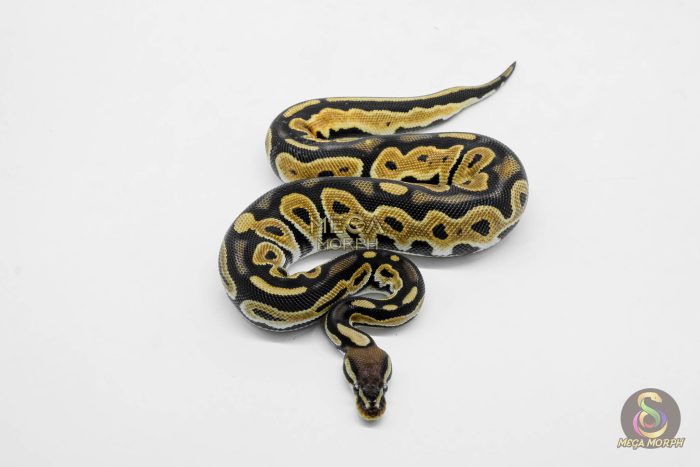 5909-2-1.jpg 5909 0.1 ORANGE DREAM BLACK PASTEL HET CRYPTIC OR CLOWN - Image 2