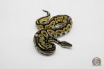 5909 0.1 ORANGE DREAM BLACK PASTEL HET CRYPTIC OR CLOWN - Image 3