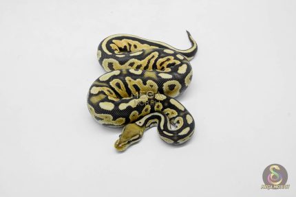 5910 0.1 ORANGE DREAM BLACK PASTEL FIRE HET CRYPTIC OR CLOWN