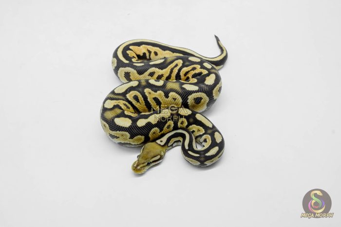 5910-1-1.jpg 5910 0.1 ORANGE DREAM BLACK PASTEL FIRE HET CRYPTIC OR CLOWN - Image 1