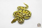 5912 1.0 ORANGE DREAM ENCHI FIRE YELLOW BELLY HET CRYPTIC OR CLOWN