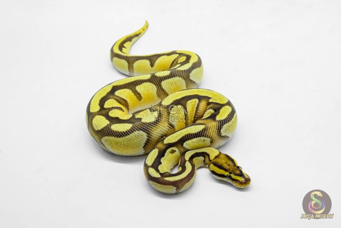 5912 1.0 ORANGE DREAM ENCHI FIRE YELLOW BELLY HET CRYPTIC OR CLOWN - Image 2