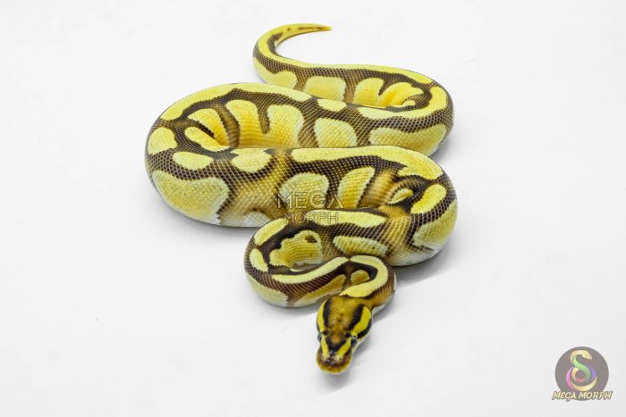 5912 1.0 ORANGE DREAM ENCHI FIRE YELLOW BELLY HET CRYPTIC OR CLOWN - Image 3