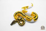 5916 0.1 SUPER ORANGE DREAM YELLOW BELLY PIED