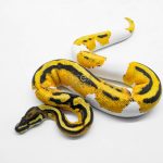 5916 0.1 SUPER ORANGE DREAM YELLOW BELLY PIED