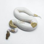 5917 0.1 ORANGE DREAM MOJAVE PIED POSS YELLOW BELLY