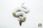 5917 0.1 ORANGE DREAM MOJAVE PIED POSS YELLOW BELLY - Image 3