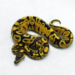 5918 0.1 YELLOW BELLY PIED
