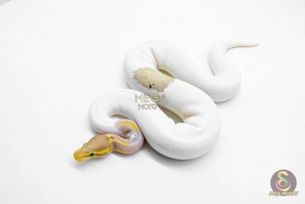 5923 0.1 CORAL GLOW BLACK PASTEL PIED