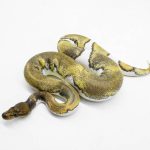 5937 1.0 BLACKHEAD MOJAVE ENCHI YELLOW BELLY PIED