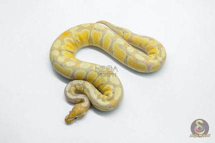 5947 1.0 CORAL GLOW GRAVEL 100% HET CLOWN