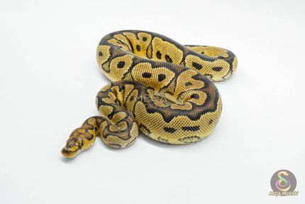 5951 0.1 YELLOW BELLY CLOWN