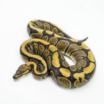 5959 0.1 REDSTRIPE PIXEL HET CLOWN