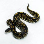 5966 0.1 BLACKHEAD HET PIED