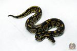 5966 0.1 BLACKHEAD HET PIED - Image 2