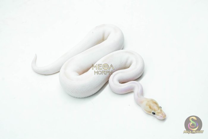 5985 1.0 IVORY PIED POSS SUPER ORANGE DREAM - Image 2