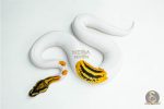 5990 0.1 ORANGE DREAM YELLOW BELLY GENE-X PIED