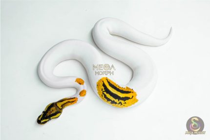 5990 0.1 ORANGE DREAM YELLOW BELLY GENE-X PIED