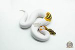 5990 0.1 ORANGE DREAM YELLOW BELLY GENE-X PIED - Image 2
