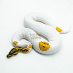 5994 1.0 ORANGE DREAM YELLOW BELLY GENE-X PIED