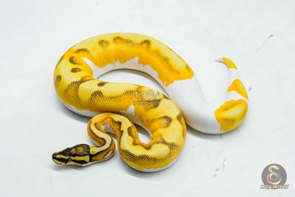 5995 1.0 SUPER ORANGE DREAM ENCHI YELLOW BELLY PIED