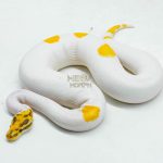 5998 0.1 SUPER ORANGE DREAM YELLOW BELLY SPECIAL PIED