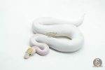 5999 0.1 IVORY PIED POSS SUPER ORANGE DREAM ENCHI