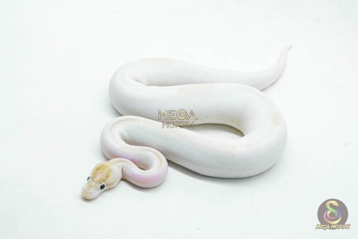 5999-1-1.jpg 5999 0.1 IVORY PIED POSS SUPER ORANGE DREAM ENCHI - Image 1