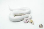 5999 0.1 IVORY PIED POSS SUPER ORANGE DREAM ENCHI - Image 2