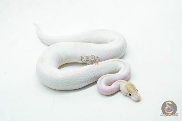 5999-2-1.jpg 5999 0.1 IVORY PIED POSS SUPER ORANGE DREAM ENCHI - Image 2