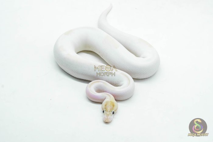 5999-3-1.jpg 5999 0.1 IVORY PIED POSS SUPER ORANGE DREAM ENCHI - Image 3