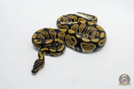 6025 0.1 NORMAL DOUBLE HET DESERT GHOST CLOWN