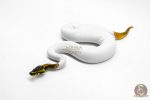 6032 1.0 ORANGE DREAM LEOPARD PIED HET CLOWN