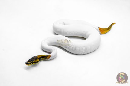 6032 1.0 ORANGE DREAM LEOPARD PIED HET CLOWN