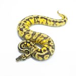 6035 0.1 BLACKHEAD ENCHI PASTEL FIRE YELLOW BELLY HET PIED