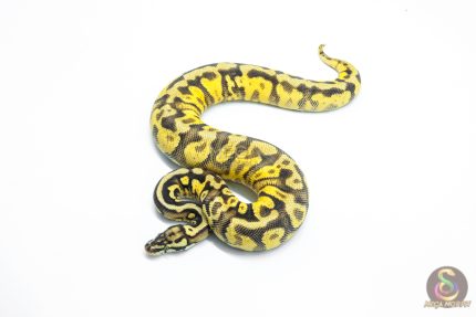 6035 0.1 BLACKHEAD ENCHI PASTEL FIRE YELLOW BELLY HET PIED