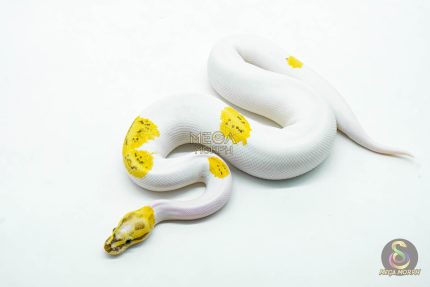 6042 0.1 VANILLA FIRE PIED POSS REDSTRIPE YELLOW BELLY