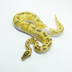 6054 0.1 ENCHI FIREFLY PIED