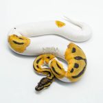 6058 0.1 SUPER ORANGE DREAM PIED