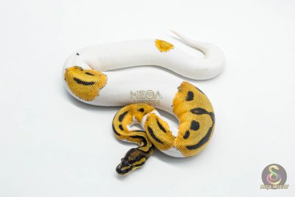 6058 0.1 SUPER ORANGE DREAM PIED