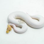 6061 1.0 CORAL GLOW BLACK PASTEL PIELD (เจอในตู้)