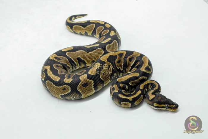 6105-2-1.jpg 6105 0.1 YELLOW BELLY HET 100% PIED - Image 2