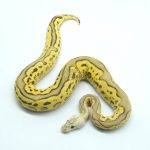 6108 1.0 LEOPARD PASTEL FIRE YELLOW BELLY CLOWN