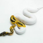 6117 1.0 ORANGE DREAM PIED