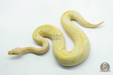 6118 1.0 BANANA PASTEL CALICO CLOWN POSS ORANGE DREAM